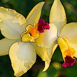 caring-orchid-3
